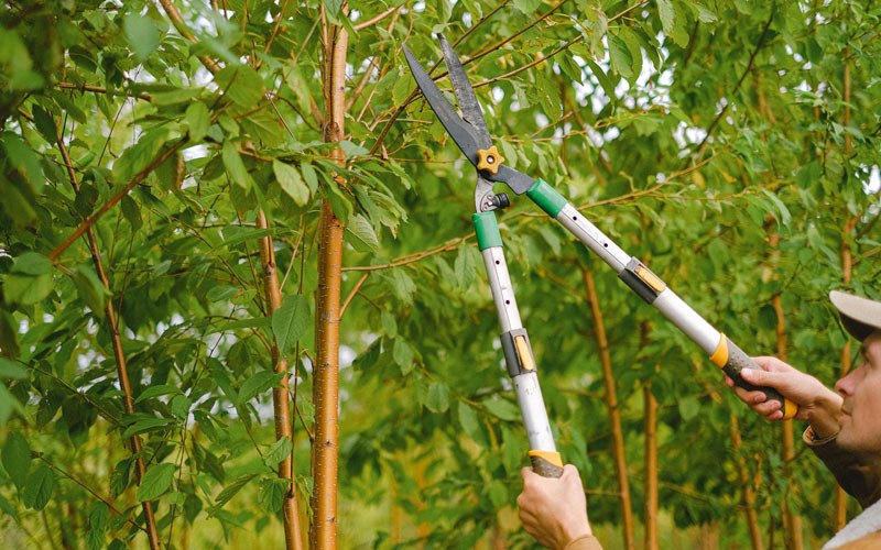 Tree trimming in Nortonville, KS